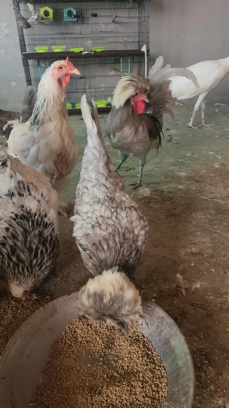 brahma and polish hen  chicks available — photo 10