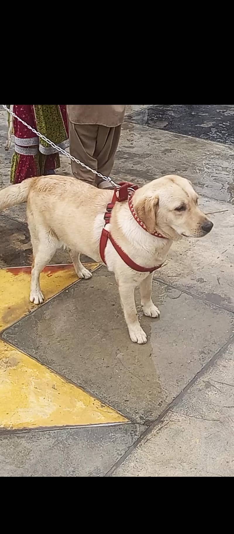 labrador 1