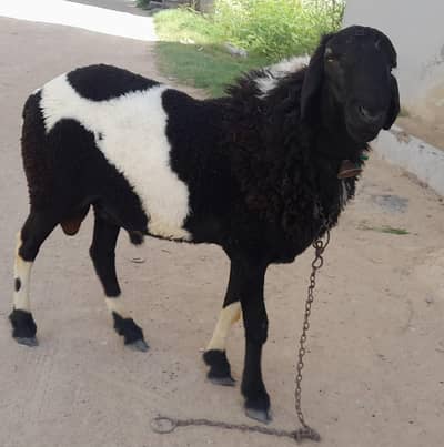 dumba for sale urgent