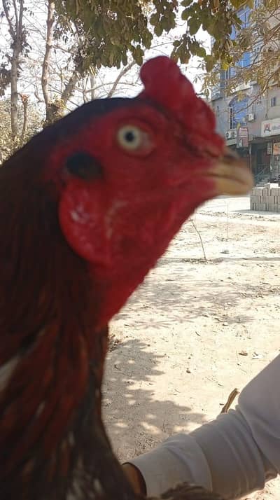 Aseel lasani for sale tapa ker b check  ker saktea han