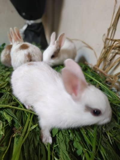 new Zealand rabbit bread cute bunnies is for sale