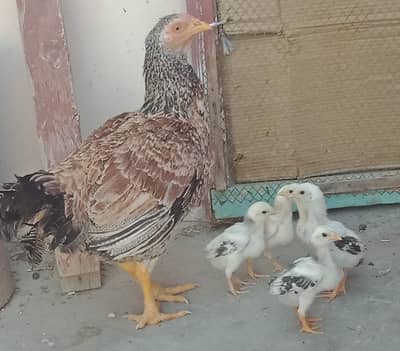 اصیل میاں والی مرغا مرغیاں  بچےاور  پٹے  دستیاب ہیں