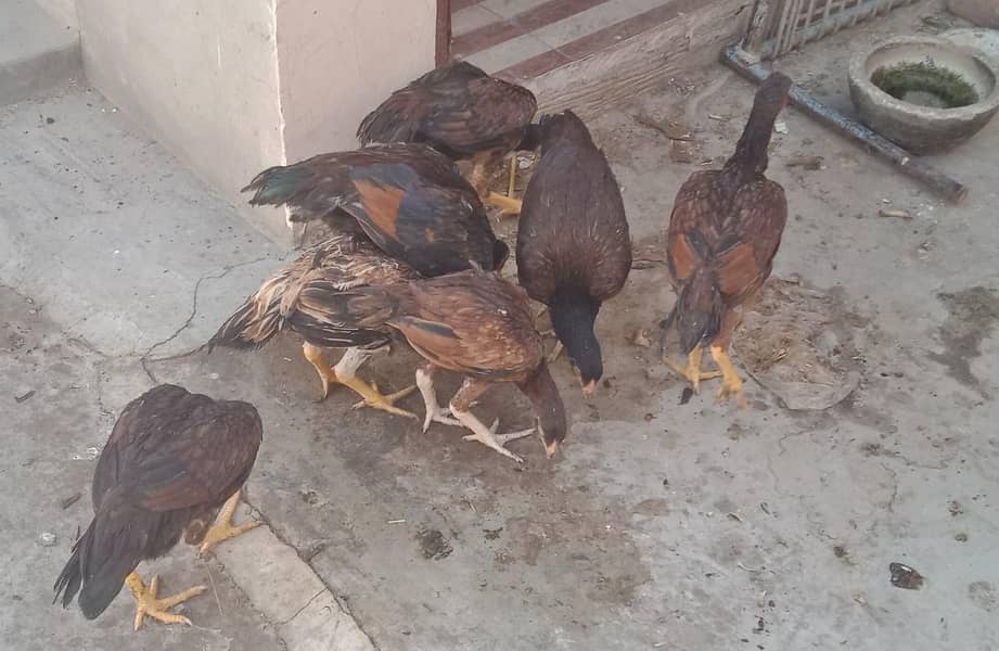 اصیل میاں والی مرغا مرغیاں  بچےاور  پٹے  دستیاب ہیں 1