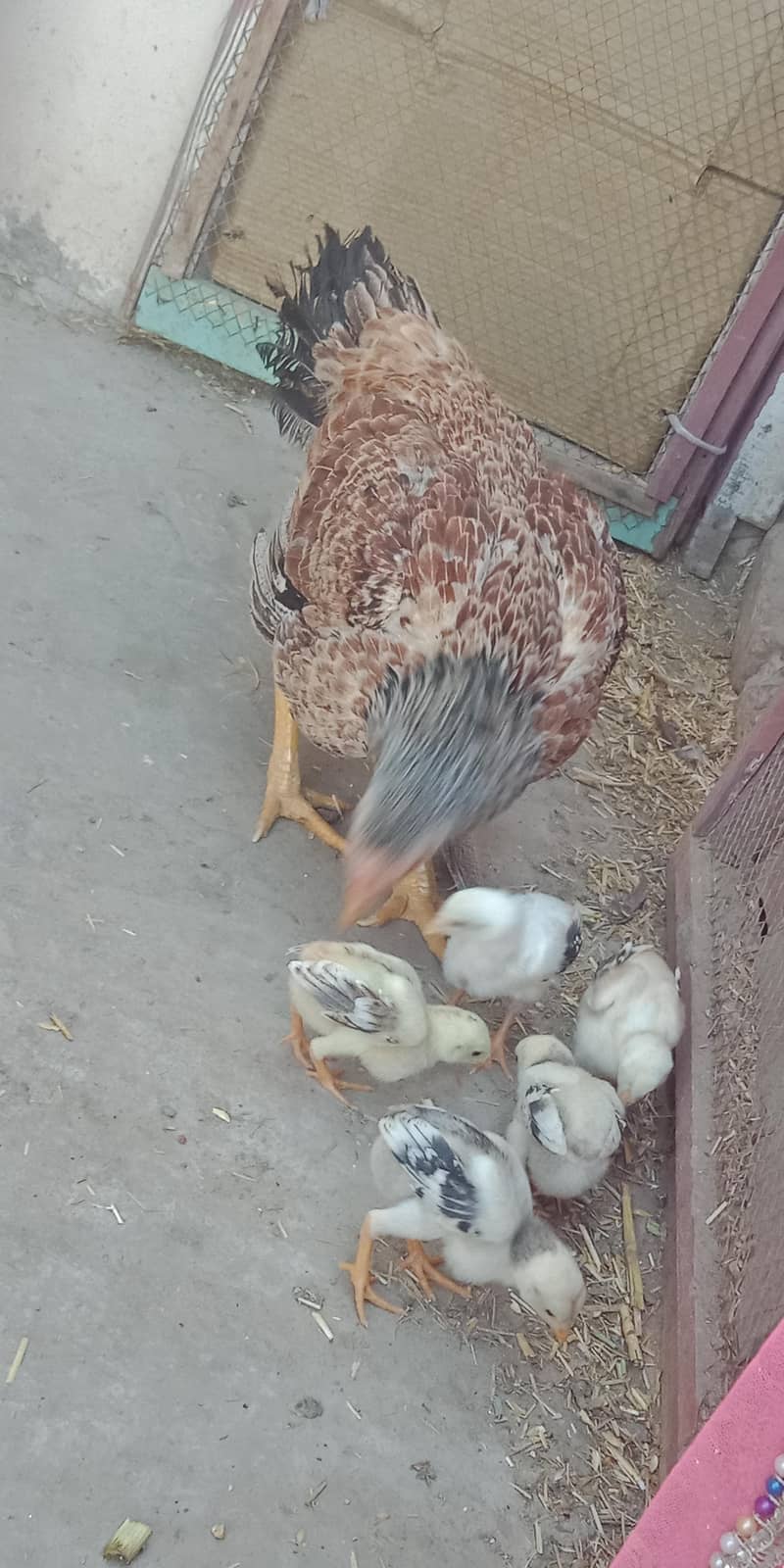 اصیل میاں والی مرغا مرغیاں  بچےاور  پٹے  دستیاب ہیں 2