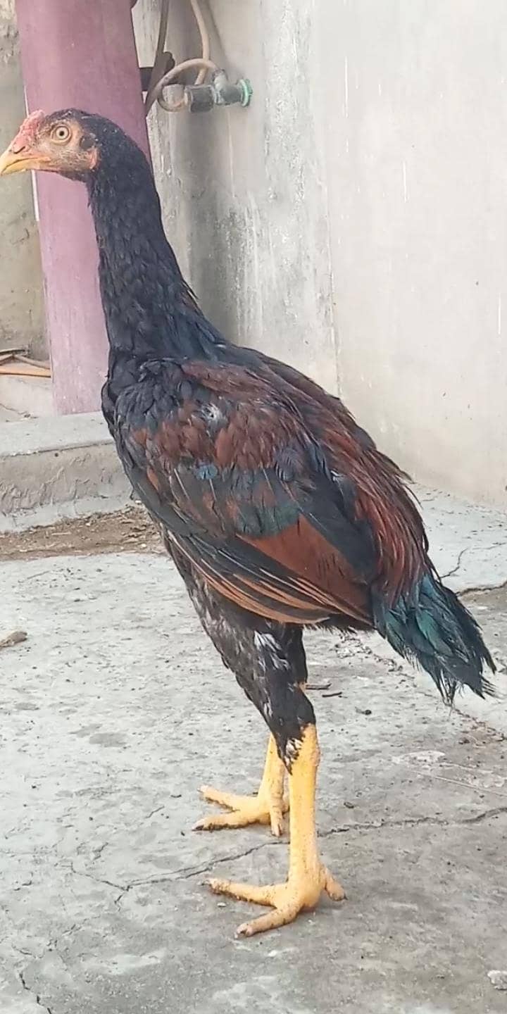 اصیل میاں والی مرغا مرغیاں  بچےاور  پٹے  دستیاب ہیں 3