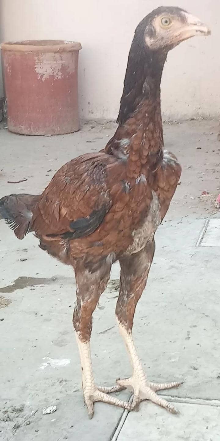 اصیل میاں والی مرغا مرغیاں  بچےاور  پٹے  دستیاب ہیں 4
