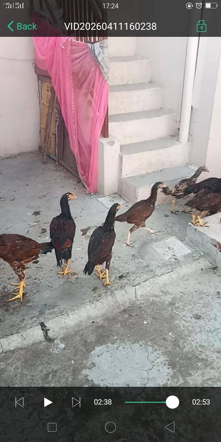 اصیل میاں والی مرغا مرغیاں  بچےاور  پٹے  دستیاب ہیں 5