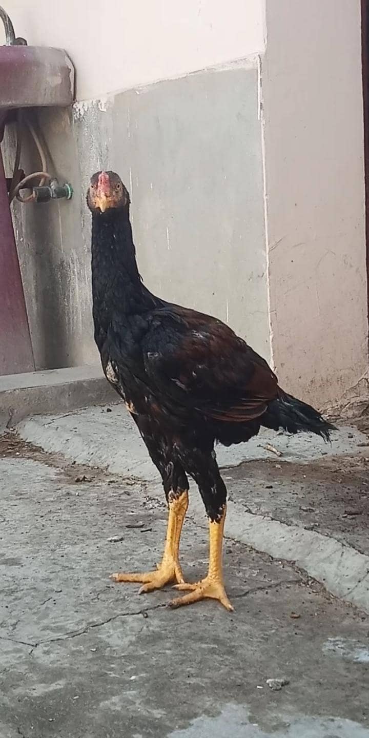 اصیل میاں والی مرغا مرغیاں  بچےاور  پٹے  دستیاب ہیں 6