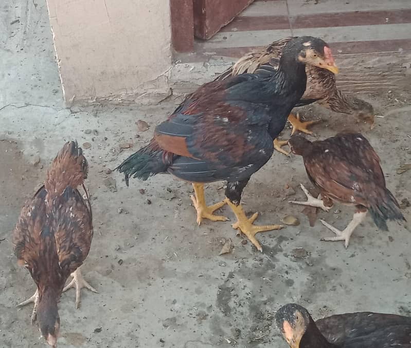 اصیل میاں والی مرغا مرغیاں  بچےاور  پٹے  دستیاب ہیں 7