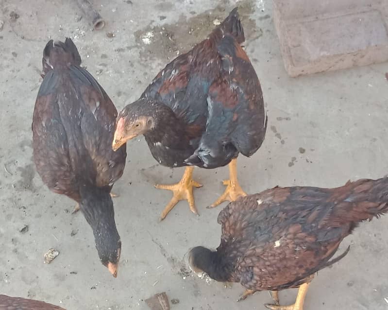 اصیل میاں والی مرغا مرغیاں  بچےاور  پٹے  دستیاب ہیں 8
