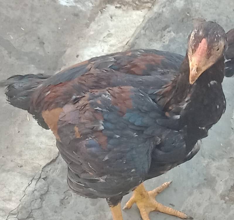 اصیل میاں والی مرغا مرغیاں  بچےاور  پٹے  دستیاب ہیں 9