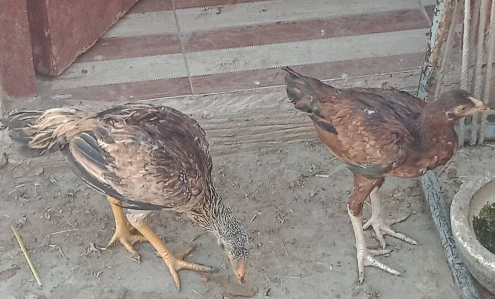 اصیل میاں والی مرغا مرغیاں  بچےاور  پٹے  دستیاب ہیں 10