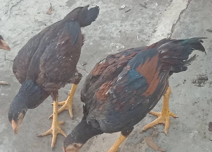 اصیل میاں والی مرغا مرغیاں  بچےاور  پٹے  دستیاب ہیں 11