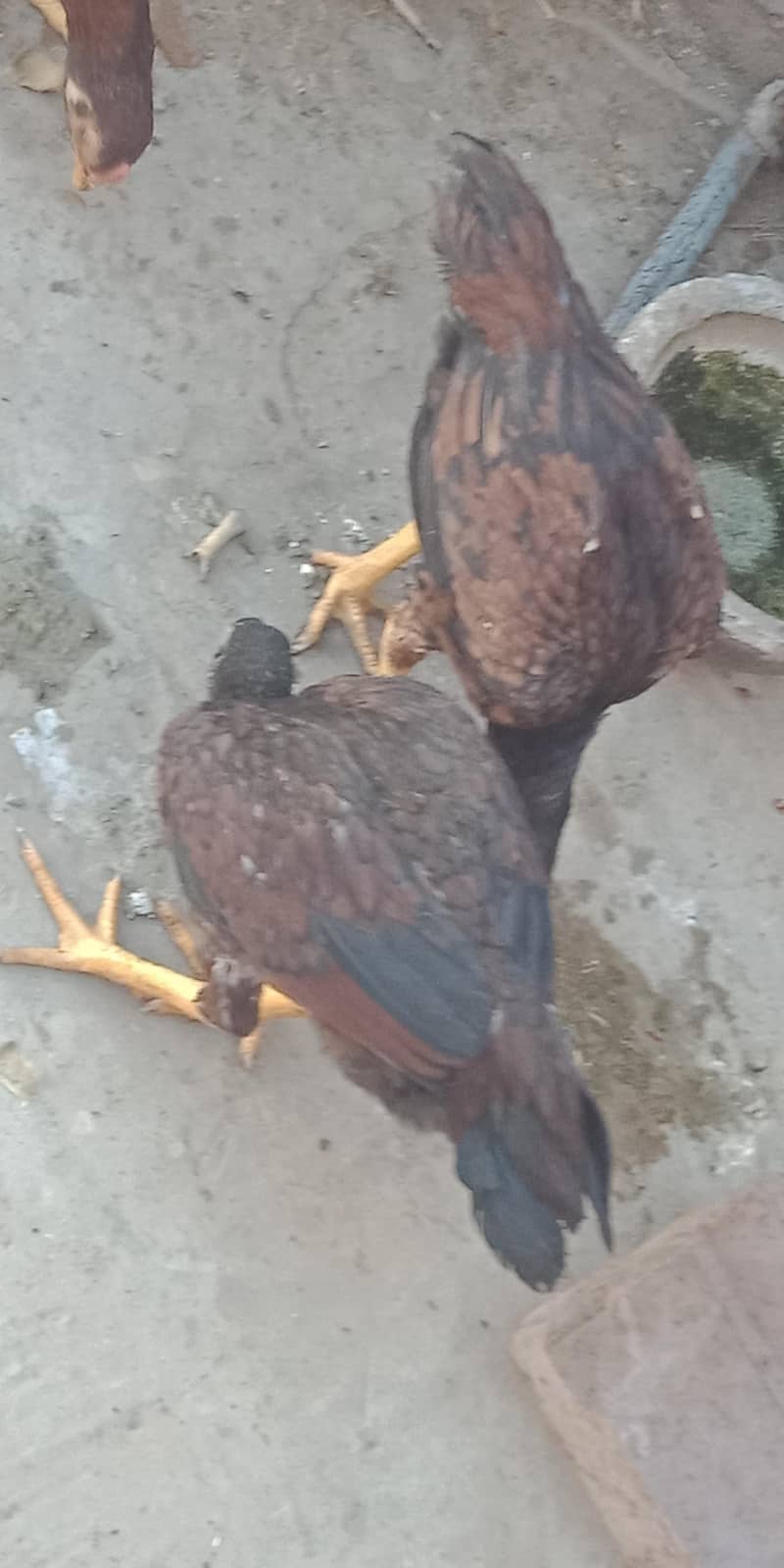 اصیل میاں والی مرغا مرغیاں  بچےاور  پٹے  دستیاب ہیں 12