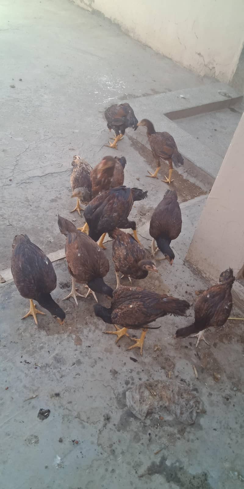 اصیل میاں والی مرغا مرغیاں  بچےاور  پٹے  دستیاب ہیں 13