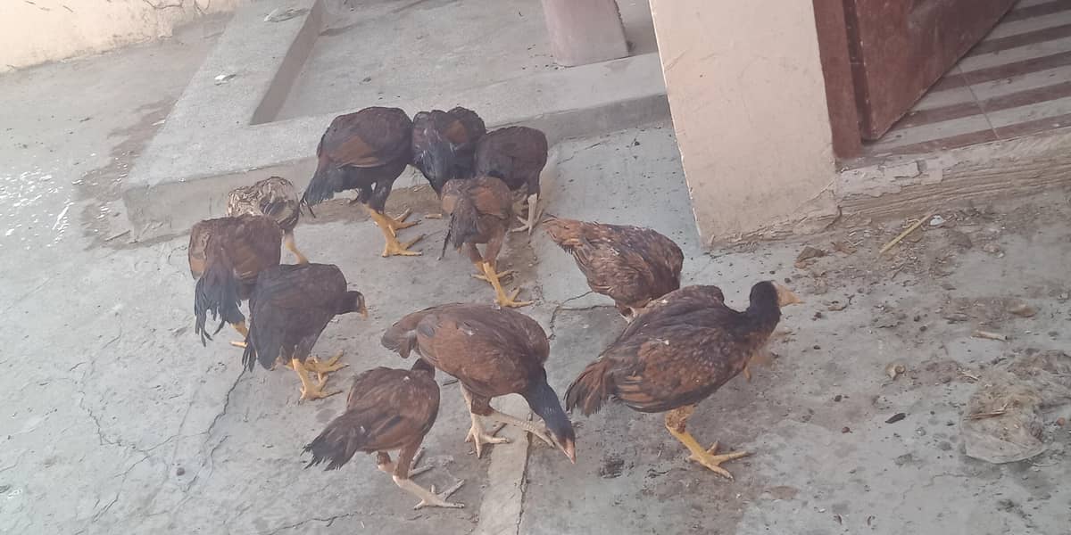 اصیل میاں والی مرغا مرغیاں  بچےاور  پٹے  دستیاب ہیں 14