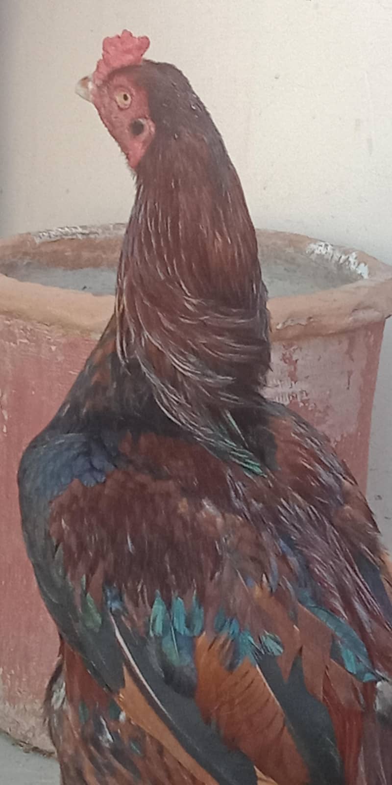 اصیل میاں والی مرغا مرغیاں  بچےاور  پٹے  دستیاب ہیں 15