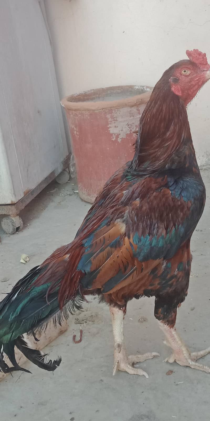 اصیل میاں والی مرغا مرغیاں  بچےاور  پٹے  دستیاب ہیں 16