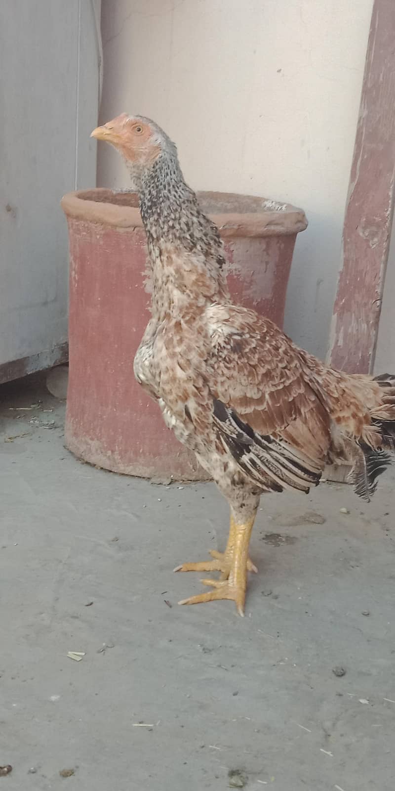 اصیل میاں والی مرغا مرغیاں  بچےاور  پٹے  دستیاب ہیں 17