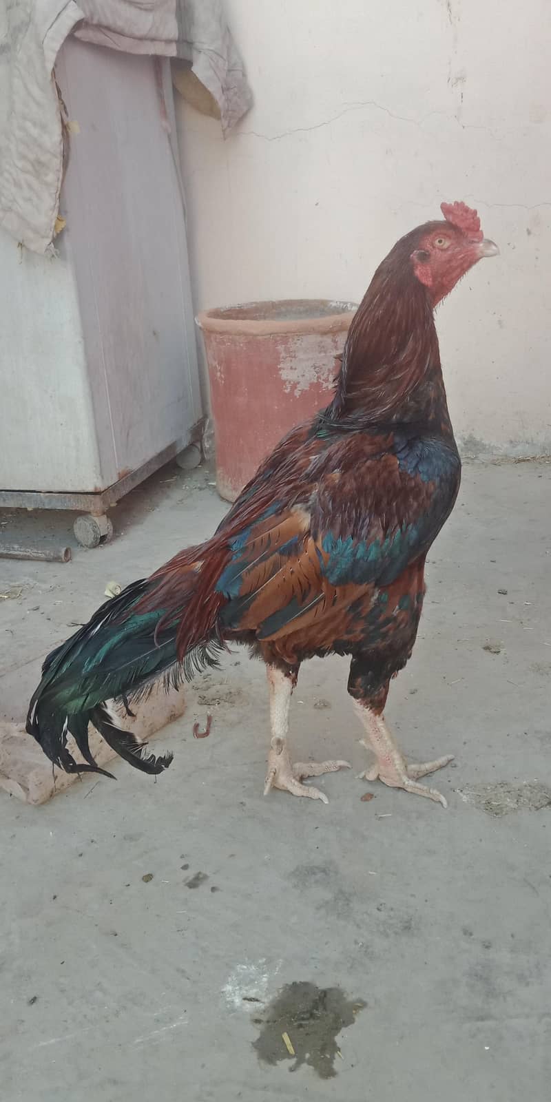 اصیل میاں والی مرغا مرغیاں  بچےاور  پٹے  دستیاب ہیں 18