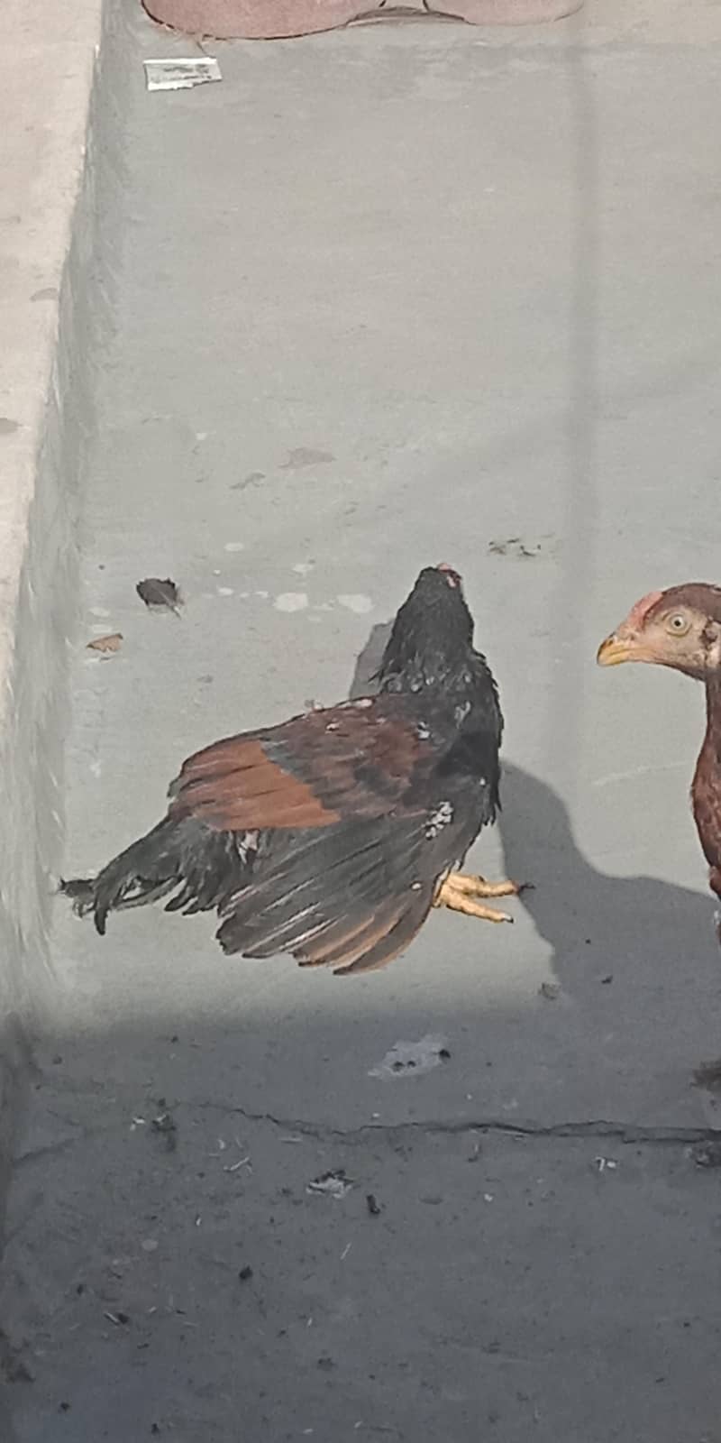 اصیل میاں والی مرغا مرغیاں  بچےاور  پٹے  دستیاب ہیں 19