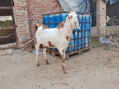 bakra for sale