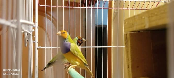 Lady golden finches