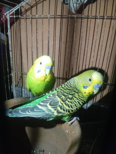 budgies pair for sale