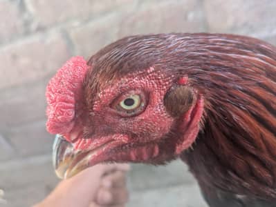 Aseel Murga For Sale