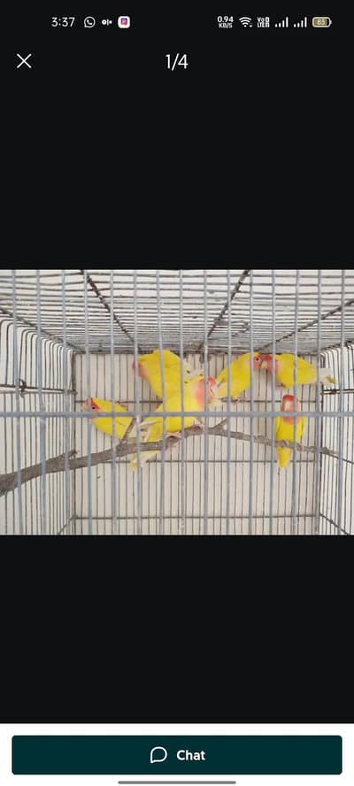 Beautiful & Healthy Lutino Lovebirds (Red Eyes) for Sale