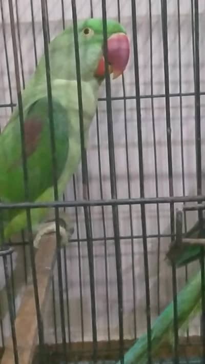 kashmiri Pahari female for sale urgent 2 female hen