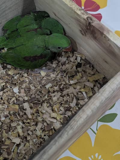 Raw Parrot Chicks | 3 Maha K | Faisalabad | Self Pick Up  *