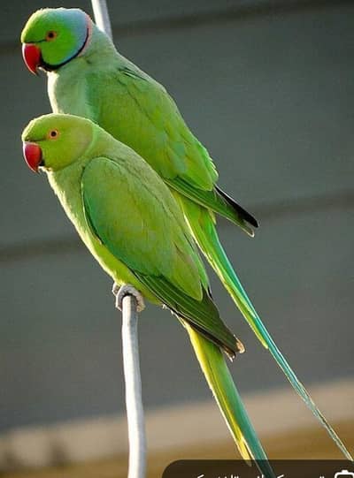 Ring Neack parrot breader pair for sale 03092995282