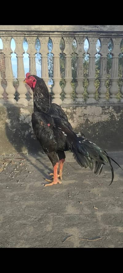 German o Shamoo |  Aseel thai | Shamoo chicks  | King Shamoo pair