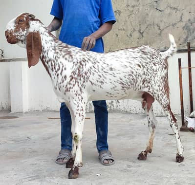 Pure Makhi Cheeni Bakri