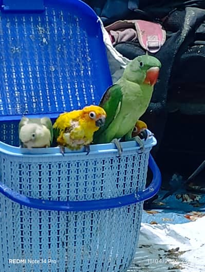 green parrot Pahari