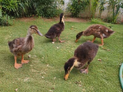 Healthy Young Ducks for Sale – Active & Beautiful