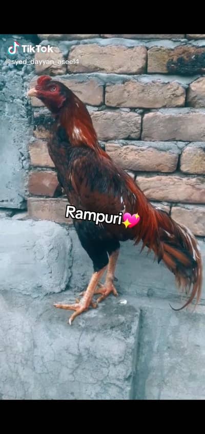 Oldbloodline ka rampuri cross ma bht he Acha Mazboot aseel parinda ha