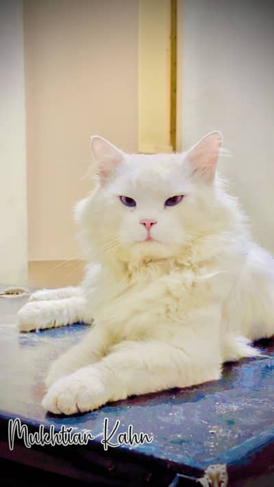 Persian Tripple cotted fully trained