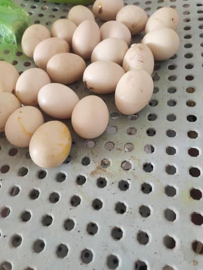 Muscovy duck eggs