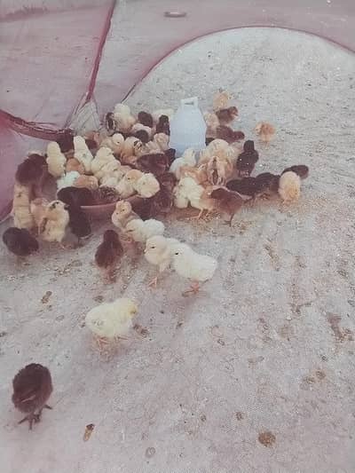 hamara pass 1 sa lakar 10 din ka cozay hota ha aik ki price 70 ha