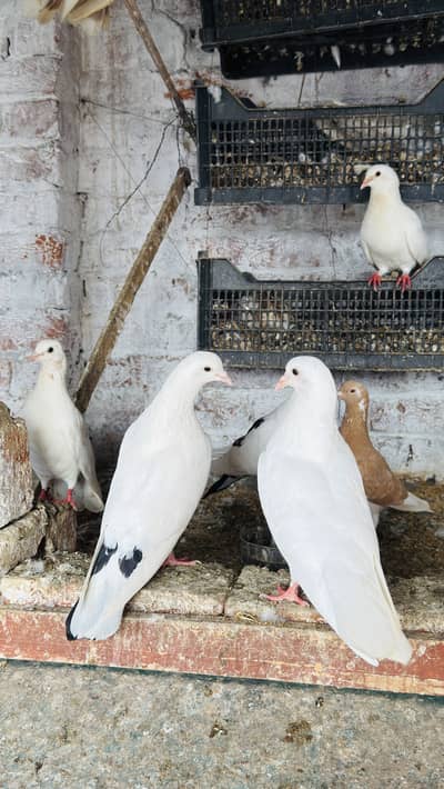 Beautiful Fancy Pigeons