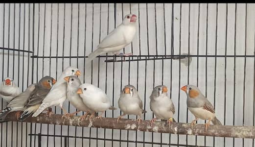 zebra finches