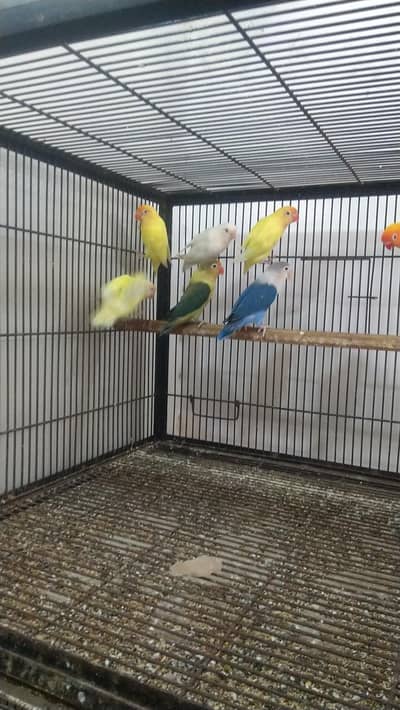 Spot welding cage for birds/cats/hen