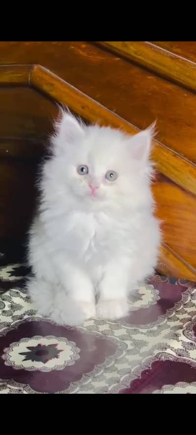 50 days old Persian female kitten white colour healthy and active