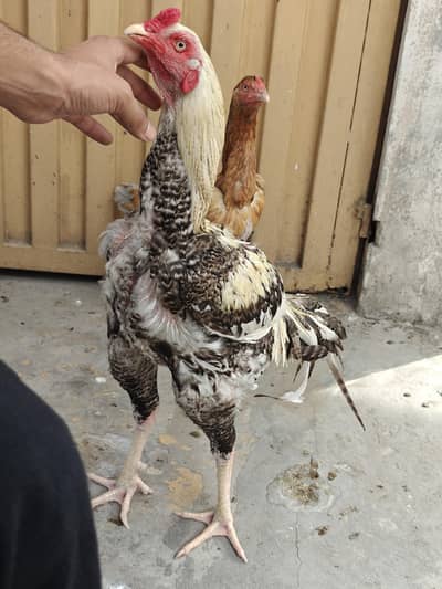 Pakistani cross Thai