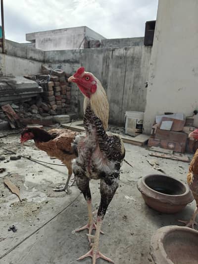 Pakistani cross Thai