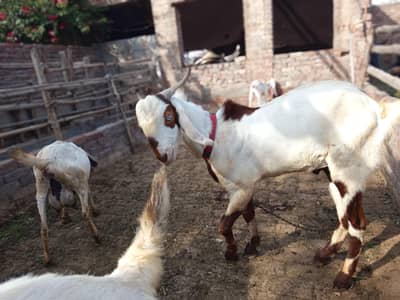 bakra, goat, kurbani ka bakra,