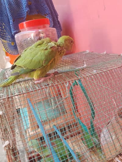 baby ringneck sell