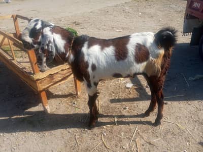 Male Goats Bakra for Qurbani / Breading – Excellent Quality